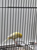 Raza kanarie POP, Vrouwelijk, Kleurkanarie