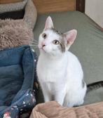 Lieve Suzy van 16 maanden jong, Dieren en Toebehoren, Katten en Kittens | Overige Katten, Poes, Kortharig, 0 tot 2 jaar