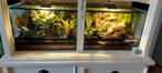 2x paludarium, Dieren en Toebehoren, Ophalen, Gebruikt, Terrarium of Paludarium