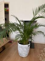 Areca Palm in Pot - Kamerplant, Palm, In pot, Minder dan 100 cm, Groene kamerplant