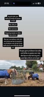 Gezocht: stal / plek / weide voor 2 koudbloeden, Dieren en Toebehoren, Stalling en Weidegang, Weidegang, 2 of 3 paarden of pony's