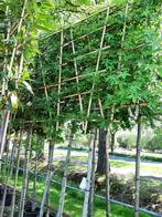 leibomen en oude peren boom, Tuin en Terras, Planten | Bomen, Ophalen, Halfschaduw, Overige soorten
