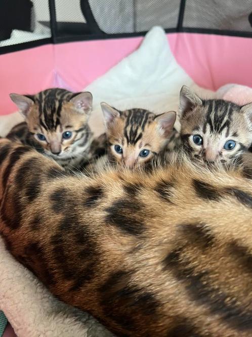 Mooie bengaal kittens, Dieren en Toebehoren, Katten en Kittens | Raskatten | Korthaar, Meerdere dieren, Gechipt