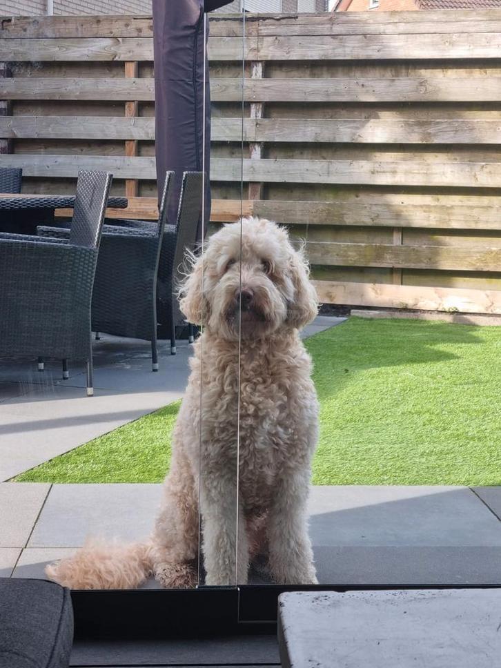 Labradoodle dekreu, Dieren en Toebehoren, Honden | Dekreuen, Reu, Particulier, Eén hond, Nederland, 6 jaar of ouder, CDV (hondenziekte)