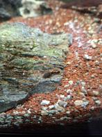 Ancistrus algeneter, Dieren en Toebehoren, Vis