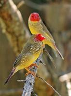 Koppel Binsenastrilde beschikbaar., Dieren en Toebehoren, Meerdere dieren, Tropenvogel