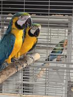 Koppel blauw gele Ara's 2021, Meerdere dieren, Papegaai