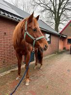 Quarter Horse Amazing Miss Idalgo, Dieren en Toebehoren, Merrie, Minder dan 160 cm, Gechipt, Niet van toepassing