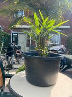 palmboom klein eigen kweek, Ophalen, Volle zon, Palmboom, Minder dan 100 cm