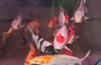 HQ Import koi mix - Ca. 30 / 35 cm - Koidream Valburg, Dieren en Toebehoren, Vissen | Vijvervissen, Karper of Koi
