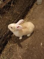 konijn ram vlaamse reus, Dieren en Toebehoren, Konijnen, Mannelijk, Groot, 0 tot 2 jaar