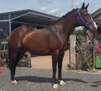 8 jarige grote D pony merrie, Dieren en Toebehoren, Pony's, Merrie, Onbeleerd, Recreatiepony, D pony (1.37m tot 1.48m)
