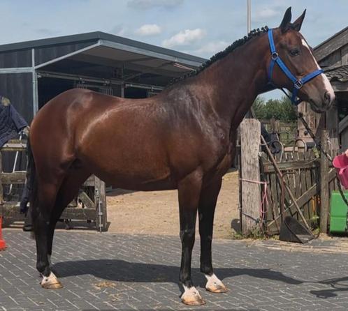 9 jarige grote D pony merrie, Dieren en Toebehoren, Pony's, Merrie, Onbeleerd, D pony (1.37m tot 1.48m), Recreatiepony, 7 tot 10 jaar
