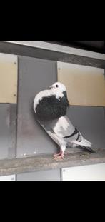 Te koop jonge duif, Dieren en Toebehoren, Vogels | Duiven, Vrouwelijk, Kropper