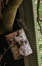 Zwartkop tuinfluiter, Mannelijk, Tropenvogel