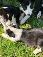 Border Collie pups, Particulier, CDV (hondenziekte), 8 tot 15 weken, Buitenland