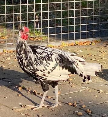 Haan Hollandse Hoen zilver zwartgeloverd beschikbaar voor biedingen