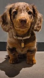 Gezocht kaninchen gevlekt, Dieren en Toebehoren, Nederland, Reu, 8 tot 15 weken, Langhaar