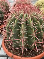 Cactus Ferocactus Stainesii in de 27cm schaal., Ophalen of Verzenden, Minder dan 100 cm, Bloeiende kamerplant, Volle zon