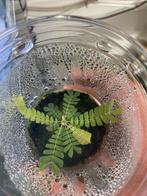 Terrariumplant Biophytum sensitivum, Huis en Inrichting, Kamerplanten, Ophalen of Verzenden, Overige soorten, Minder dan 100 cm