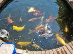 Grote collectie Japanse koi in diverse maten, Dieren en Toebehoren, Vissen | Vijvervissen, Karper of Koi
