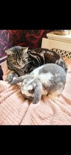 Super lieve kater, Dieren en Toebehoren, Katten en Kittens | Overige Katten, Kater, Kortharig, 3 tot 5 jaar