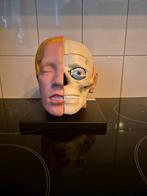 Anatomie Hoofd Model, Ophalen of Verzenden, Zo goed als nieuw, Overige onderwerpen, Onbekend