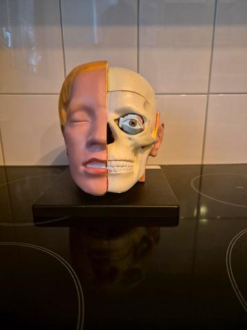 Anatomie Hoofd Model beschikbaar voor biedingen