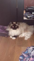 Seal Point Ragdoll, Dieren en Toebehoren, Katten en Kittens | Raskatten | Langhaar, Poes, Ingeënt, 0 tot 2 jaar