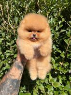 Pomeriaan, Dieren en Toebehoren, Honden | Chihuahua's en Gezelschapshonden, Rabiës (hondsdolheid), 8 tot 15 weken, Buitenland