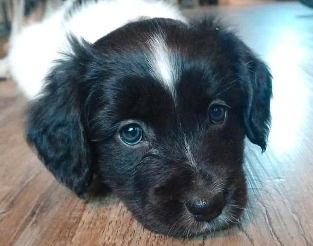 Prachtig friese stabij pup teefje, Dieren en Toebehoren, Honden | Herdershonden en Veedrijvers, Meerdere dieren, Overige rassen