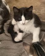 Kittens gratis, Dieren en Toebehoren