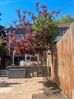 Pruikenboom, Overige soorten, 100 tot 250 cm, Zomer, Ophalen