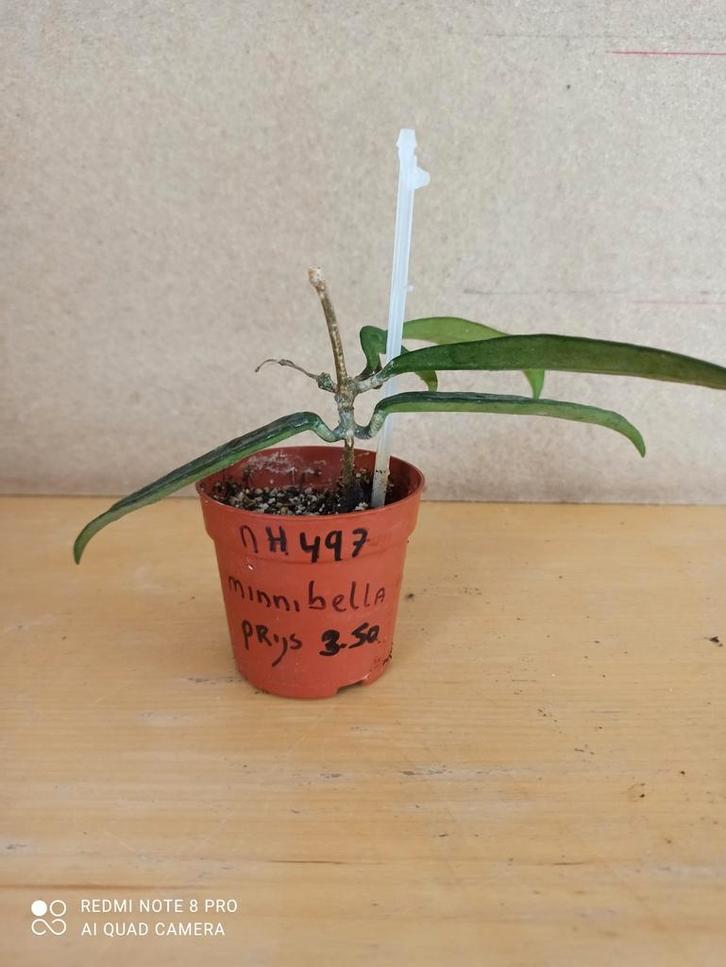 Hoya minibelle potmaat 6.5 nummer H497, Huis en Inrichting, Kamerplanten, Minder dan 100 cm, Halfschaduw, Ophalen of Verzenden