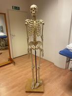 Anatomisch (model) skelet 180 cm, Diversen, Schoolbenodigdheden, Ophalen, Zo goed als nieuw