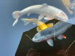Witte koi ca. 50 cm, Karper of Koi