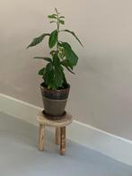 Plantenkrukje, Ophalen, Nieuw, Hout