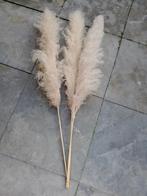 3 pampas pluimen pluim, Ophalen of Verzenden, Zo goed als nieuw