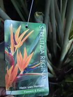 Strelitzia Reginae - Paradijsvogelplant 170cm, Tuin en Terras, Volle zon, Vaste plant, Zomer, Ophalen