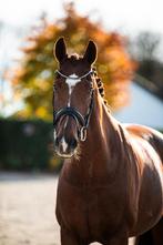 Te koop: Eerlijk leerpaard met kwaliteit, Dieren en Toebehoren, Paarden, Merrie, ZZ, Gechipt, 11 jaar of ouder