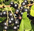 Cassisbes Zwarte bes - Ribes Nigrum Biologisch uit moestuin, Tuin en Terras, Planten | Tuinplanten, Ophalen, Volle zon, Vaste plant