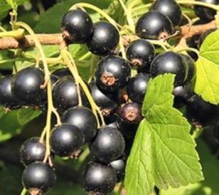 Cassisbes Zwarte bes - Ribes Nigrum Biologisch uit moestuin beschikbaar voor biedingen