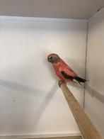 Bourkeparkieten, Dieren en Toebehoren, Vogels | Parkieten en Papegaaien, Meerdere dieren, Parkiet