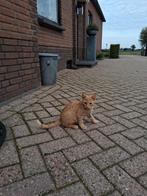 Kittens, Dieren en Toebehoren, Katten en Kittens | Overige Katten, Meerdere dieren, Kortharig, 0 tot 2 jaar