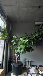 Ficus Lyrata / Tabaksplant 300cm, Ophalen, Ficus, 200 cm of meer, Halfschaduw