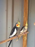 Valkparkieten paar en jong, Dieren en Toebehoren, Vogels | Parkieten en Papegaaien, Geslacht onbekend, Parkiet