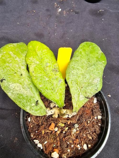 Zeldzame 'Rainy Man' nr 1, Huis en Inrichting, Kamerplanten, Overige soorten, Minder dan 100 cm, Bloeiende kamerplant, Halfschaduw