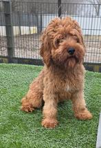 Te koop leuke cavapoo reu, Parvo, Nederland, Reu, 8 tot 15 weken