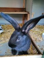 Kruising lotharinger x vlaamse reus, Dieren en Toebehoren, Konijnen, Meerdere dieren, Groot
