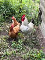 Trio leghennen, Dieren en Toebehoren, Pluimvee, Meerdere dieren, Kip